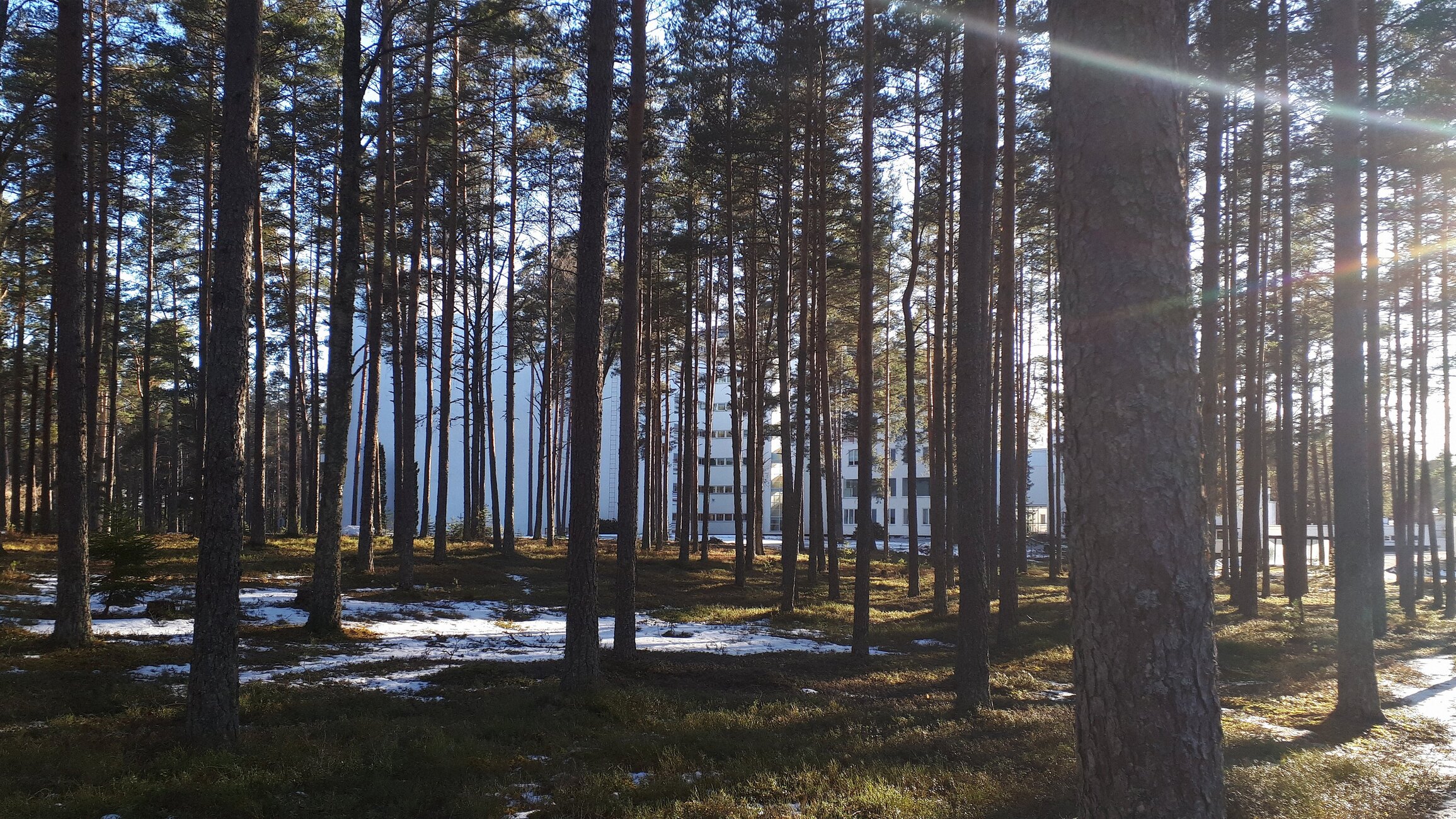 PaimioSanatorium_Forest_view